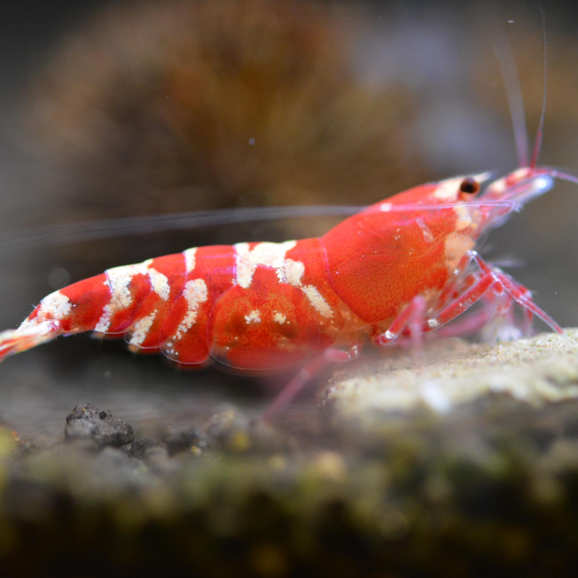北のえび Northshrimp Twitter 北のえび Northshrimp Twitter
