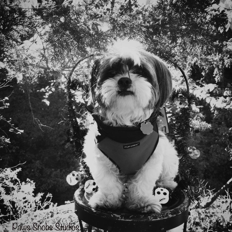 Entrepreneur, Business Owner, Dog Lover, Creative Soul & Professional Dog Photographer. Google+ Instagram Twitter