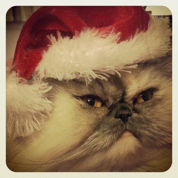 I am Gracie The Mini Lion. I am here to tell you about my life as a pampered princess cat but a cat with cattitude!