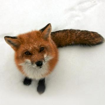 delio_fox's profile picture. 