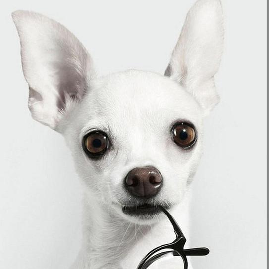 somypets's profile picture. 