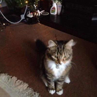 newmanhazel621's profile picture. 