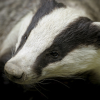 Citizen_Bane's profile picture. Citizen Bane, raised by a family of badgers in the back of a burnt out 67 Chevelle.