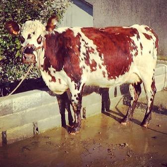 L'Equipe du Robillard #vaches #normandie #robillard #btspa