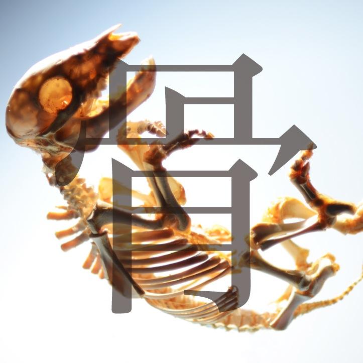東京造形大学に拠点を置く動物の標本等を制作する集団の公式アカウントです。日々の活動やイベントの告知などを随時ツイ―トしてきます。少々グロな写真もアップすることがあるのでご了承ください。 活動日は毎週木曜日