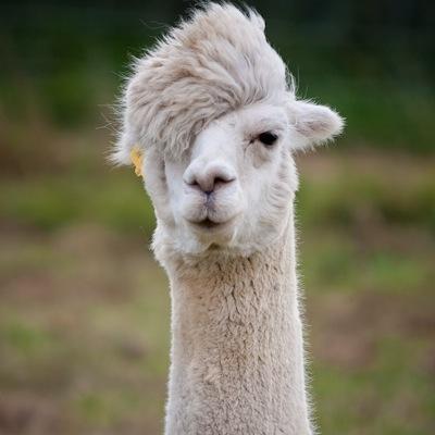 こころちゃん