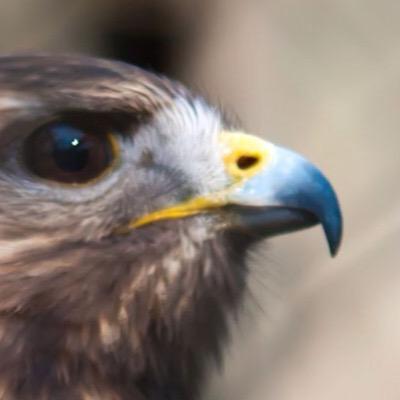 The UK's leading specialist Bird of Prey rehabilitation charity 
Helpline 08702410609