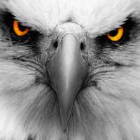 JohnHenryThomas MAGA (@johnhenrythomas) 's Twitter Profile
