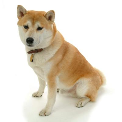 pan_sony's profile image