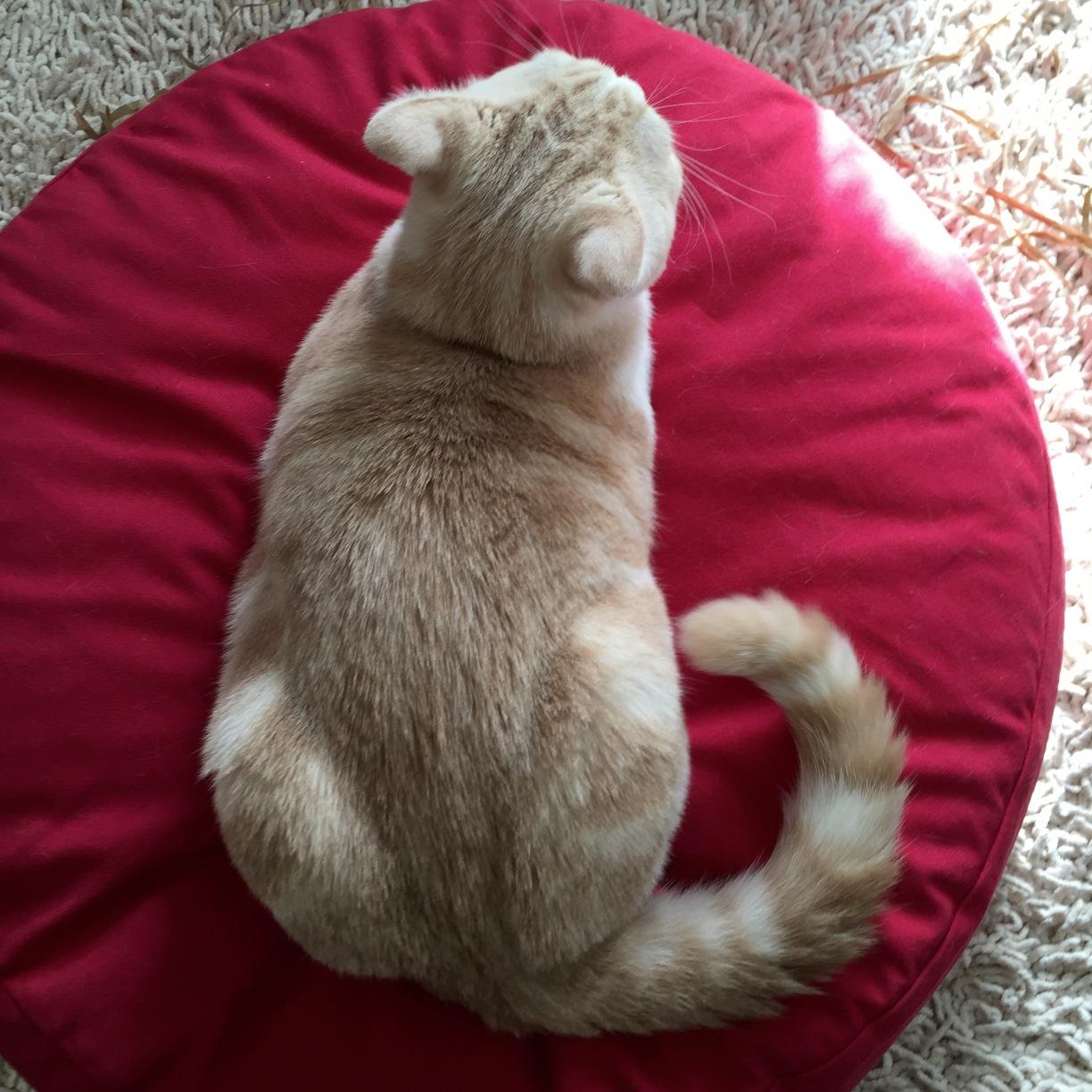 日本を愛し、猫を愛す。