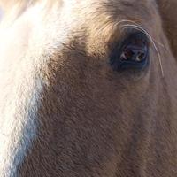 Mike Spear (@mikesgene) 's Twitter Profile