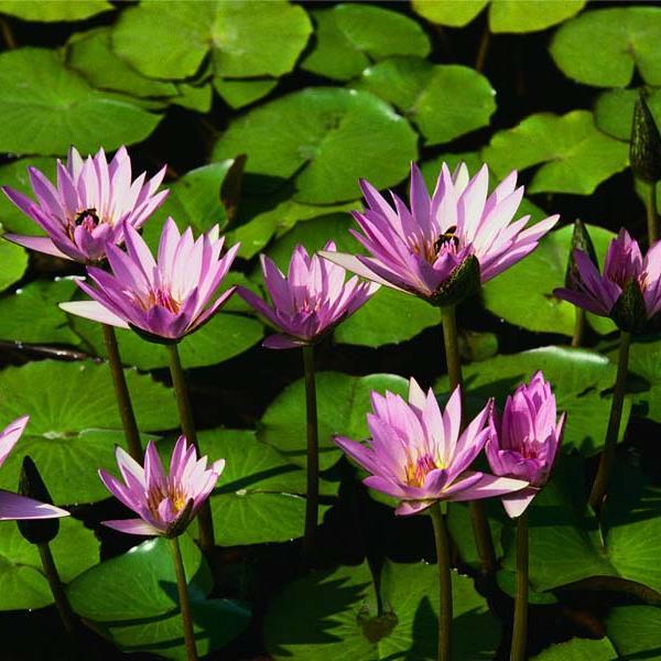 micoladboi's profile picture. science