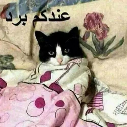 odaifararja's profile picture. 