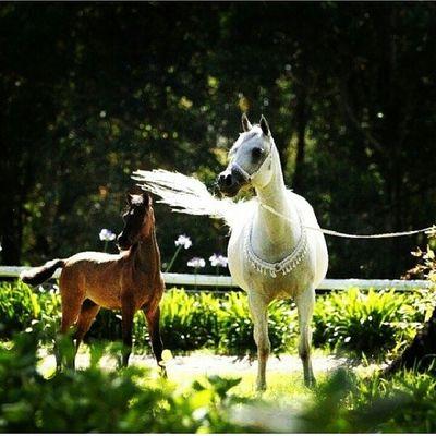 abubaea1414icl1's profile picture. سِـبًحًآنِ آلَلَهّـ آلَعٌظُيمً ربً آلَعٌرشُـ آلَعٌظُيمً.