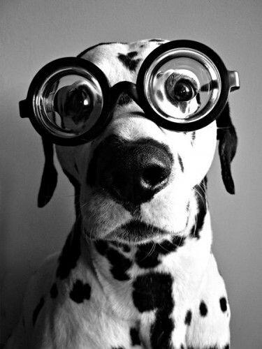 Surfista desempleado// Dog lover // Arqueólogo retirado// Cantante frustrado//Yesterday is History ,Today a Gift ,Tomorrow Is Mistery