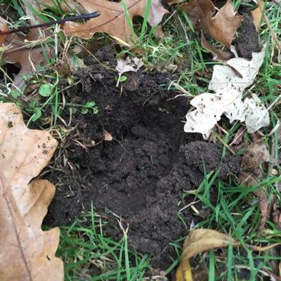 Soil at decreasing distances from roads exhibit increases in salinity and no change in pH