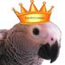 Baby Parrots #ncbirdbreeder #parrots (@royalbirdcom) Twitter profile photo Baby Parrots #ncbirdbreeder #parrots (@royalbirdcom) Twitter profile photo