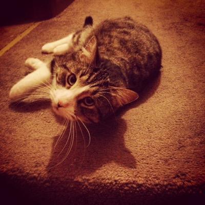 Gusasaurusrex's profile picture. Just a sweet guy living with my two feline sisters & mom and dad. Full name: Gustavo Fring