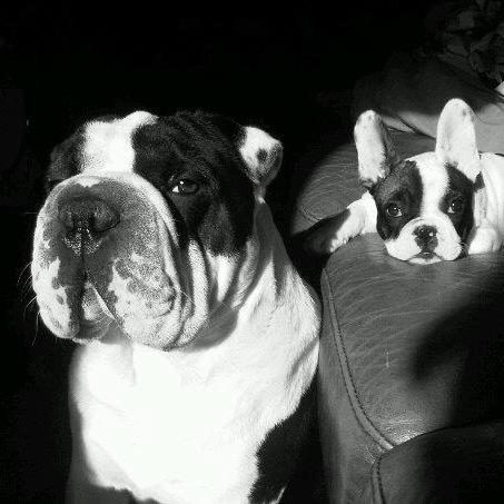 ToriTubbi's profile picture. Tori la frenchie & brother Tubbi, is a bulldog/sharpei. Also on Facebook & Instagram