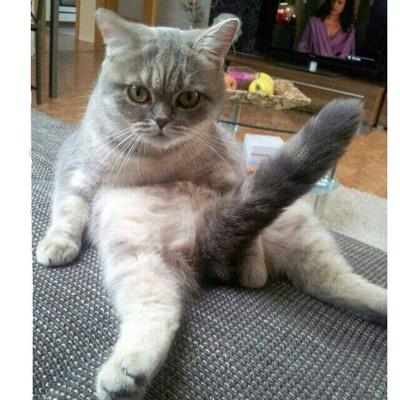 gcucats's profile picture. we dem catz of gcu 
not affiliated with gcu
eff u