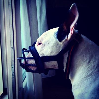 deformister's profile picture. 