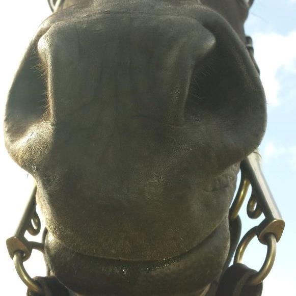 hackscountry1's profile picture. Equestrian and pet supplies