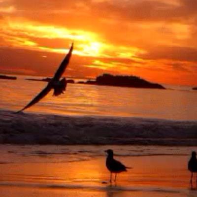 ‏سبحان الله وبحمده سبحان الله العظيم