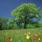 CawilAnsip's profile picture. 