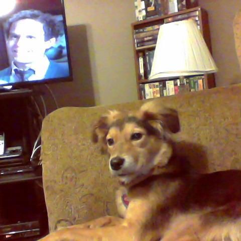 I love dogs!!!?
