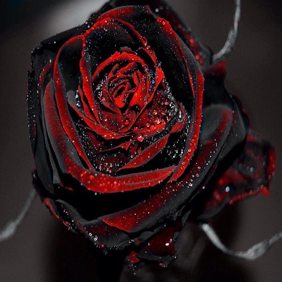 JessMReed90's profile picture. My guilty pleasures... Marianas Trench... Simple Plan...