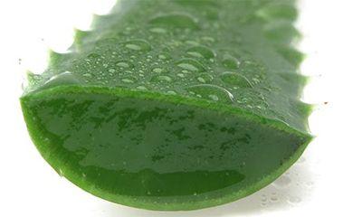 bestaloeflp's profile picture. 