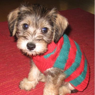 meemnguyen's profile picture. 