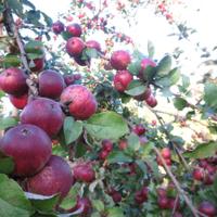 Eve's Cidery (@evescidery) 's Twitter Profile