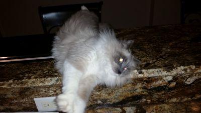 kittenklein's profile picture. 