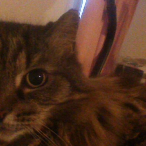 pookypoo111's profile picture. 