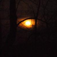 muddavugger (@muddavugger1) 's Twitter Profile
