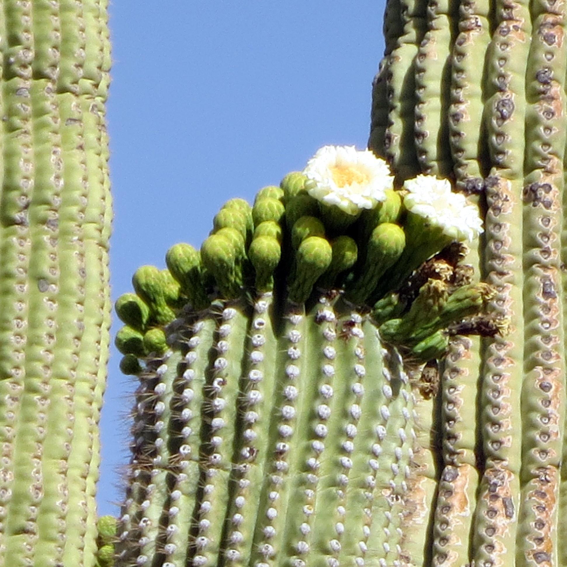 LeahsPlaceAz's profile picture. A Christ centered family, working together to rise above past homelessness and regain independence . Buying from us, helps more then you know!