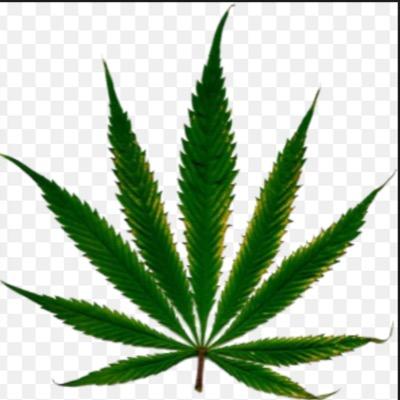 The guy your parents warned you about. I tweet my tweets like I smoke my weed; quality over quantity
