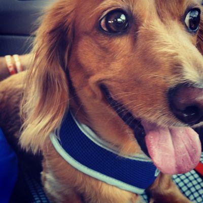 You may recognize me from TV. I'm a handsome pup. I love long walks & making sports picks. #Seattle #Sports #Dachshund Mom: @FarahJadran Dad: @NikoTamurian