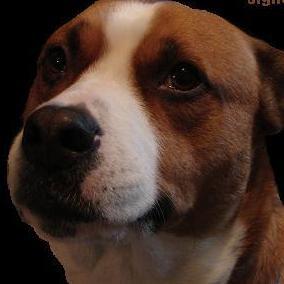 TomMitchell125's profile picture. Independent artists,singer/songwriter/recording geek,animal lover,classic car and bike nut. Trying to get some exposure.currently number 1 reverbnation 13601!