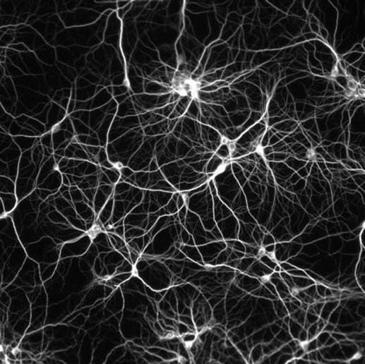 LiftingTheVeil's profile picture. Seeking connectedness through insight. There is nothing in the past that determines the future, there is only a natural drive for it to do so.