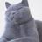star1_zx's profile image