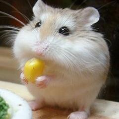 癒し 厳選動物gif画像 Gensen Gif13 Twitter 癒し 厳選動物gif画像 Gensen Gif13 Twitter