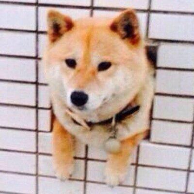 ほっこり 動物ｇｉｆ まったくやる気のない犬 T Co Coczvbqtzu