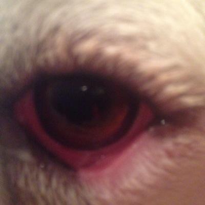 elchappfergie's profile picture. 