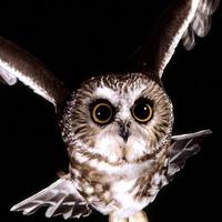 The Divine Owl God (@wisegreyowl99) 's Twitter Profile