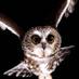 The Divine Owl God (@wisegreyowl99) Twitter profile photo The Divine Owl God (@wisegreyowl99) Twitter profile photo