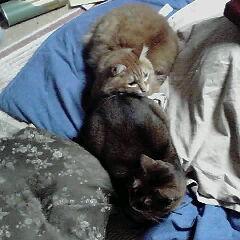 LeoNegishi's profile picture. 公認会計士試験2014年合格/　元 LEC 水道橋校/　猫が好きです/　よろしくお願いします。