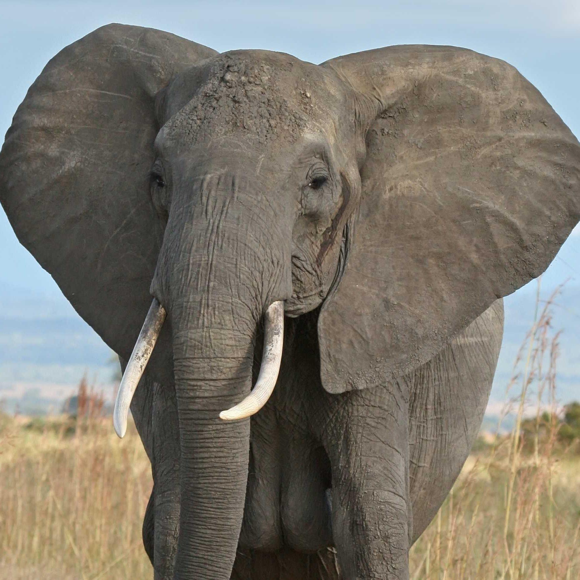 IvoryAssociates's profile picture. 