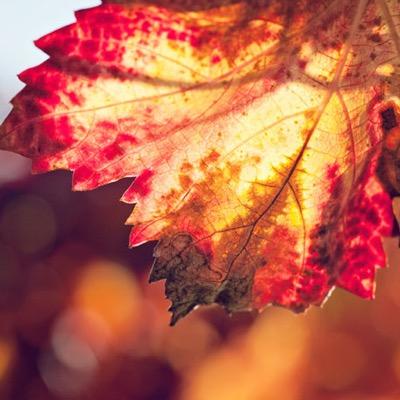 Coming in 2015... A fresh new store, Autumn Embers Apparel™. Based in Australia using only organic materials and hand made designs... Look out! ❂